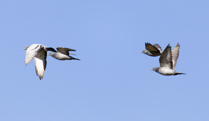 flying dove on a blue sky