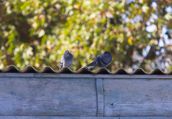sits two beautiful dove on the roof