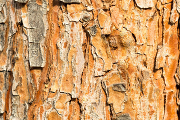 Bark Tree Texture
