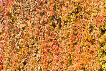 Parthenocissus