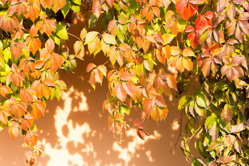 Parthenocissus