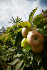Green fresh apples on wall bush in a baroque garden