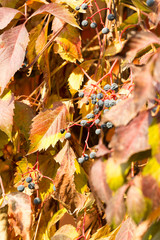 Parthenocissus