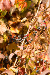 Parthenocissus