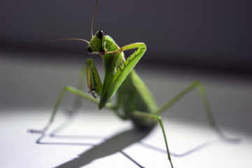 mantis at night in a ray of light