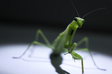 mantis hiding in the dark