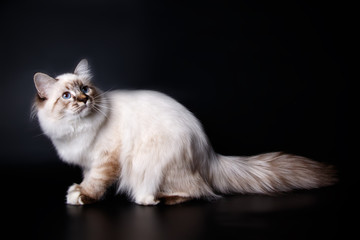 Obraz premium Ragdoll cat on colored backgrounds