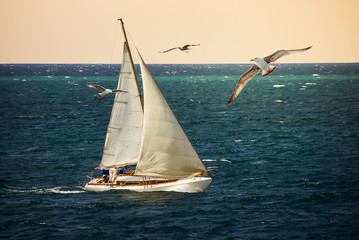 Sail yacht at sunset and flying seagulls.
