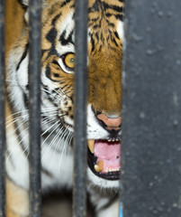 tiger in a cage zoo