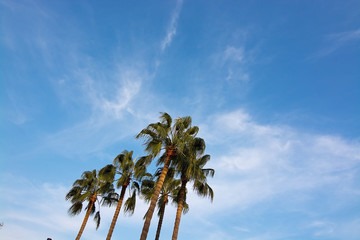Palm tree top against blue skies © artesiawells