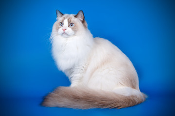 Ragdoll cat on colored backgrounds
