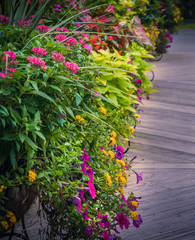 Garden walkway in summer