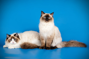 Ragdoll cat on colored backgrounds