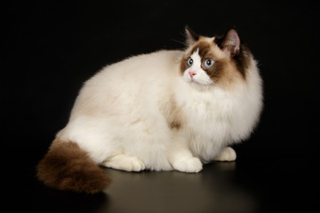 Fototapeta premium Ragdoll cat on colored backgrounds