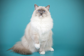 Fototapeta na wymiar Ragdoll cat on colored backgrounds