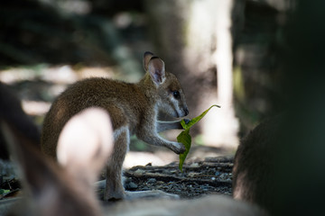 Obraz premium baby kangaroo