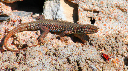 lézard
