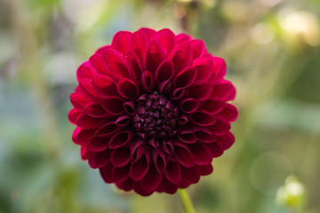 Flower in the forest