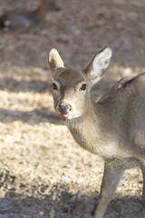 deer in a cage zoo