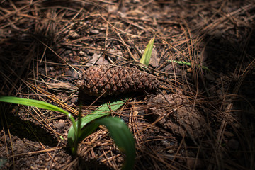 Flower in the forest