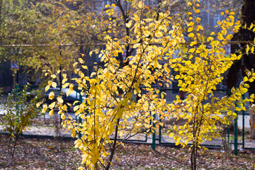 Autumn. Tree with yellow leaves