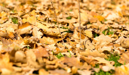 Obraz premium Colorful autumn leaves