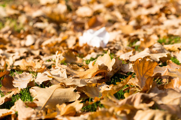 Obraz premium Colorful autumn leaves