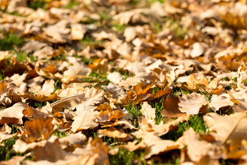 Colorful autumn leaves