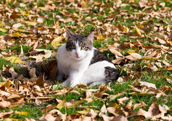 Naklejka na ściany i meble Cat in an autumn park. Cat sitting on the leaves