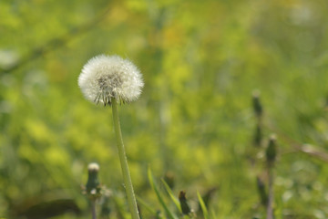 summer dandelion in the field