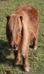 Mini Horse