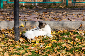 Fototapeta premium Cat in an autumn park. Cat sitting on the leaves