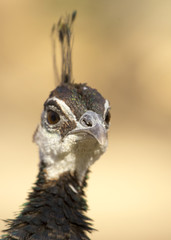 peacock face at the zoo