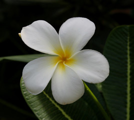 Fototapeta na wymiar A White frangipane tree ( Plumeria alba )