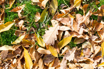 Colorful autumn leaves