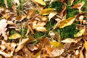 Colorful autumn leaves