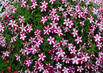 rose and purple petunia flower
