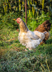 Hens on green blurred background – free-range chickens, farm birds, rural life, natural outdoor setting, poultry farming, organic agriculture, nature blurred bokeh