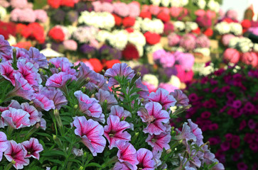 Obraz premium rose petunia flower