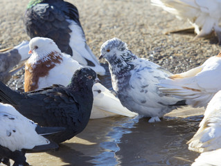 birds doves on the sidewalk