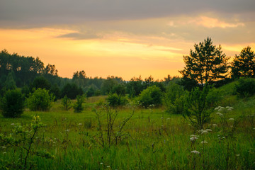 Sunset in the forest