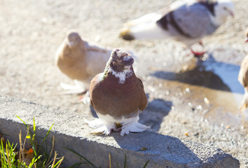 birds doves on the sidewalk