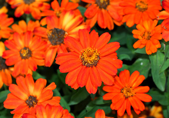 red zinnias flower