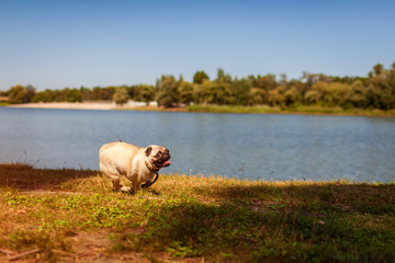 Obraz premium Pug dog running by river in autumn. Happy puppy having fun playing with master
