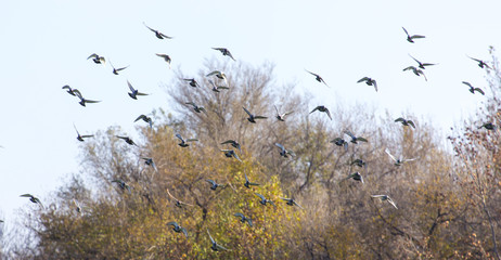 beautiful birds of pigeons in the sky