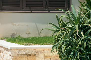 Big green aloe growing in the city