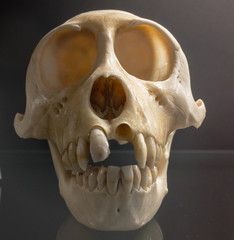 Obraz premium Closeup monkey skull with missing front tooth.