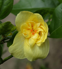 Fototapeta premium yellow hibiscus flower