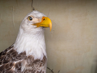 Eagle staring into distance, closeup, display.