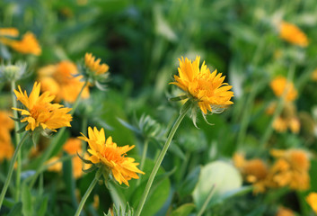 Sawtooth Sun flowers